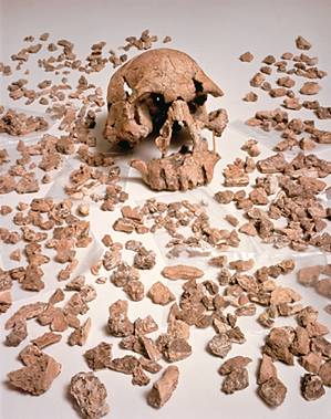 homo rudolfensis from leaky - over 150 fragments